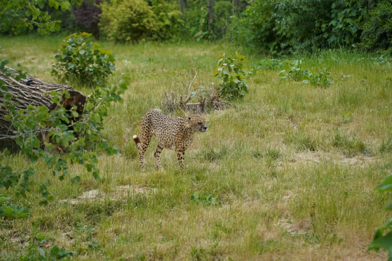 a small leopard is standing in the tall grass