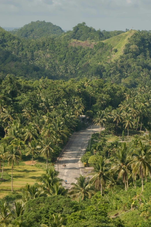 a dirt road running through a forest filled with trees