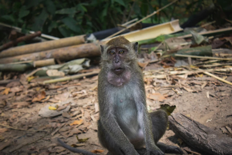 there is a monkey sitting on the ground