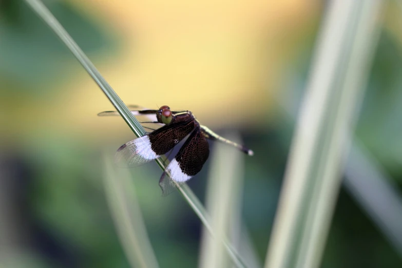 a close up of the back end of a brown and white bug