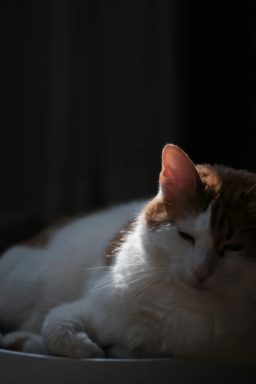 the cat is laying down in the sunlight