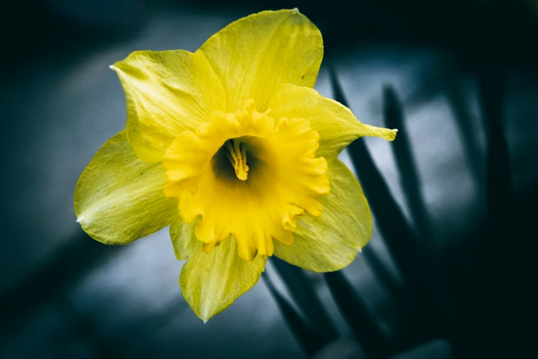 a yellow flower with dark background next to a fork