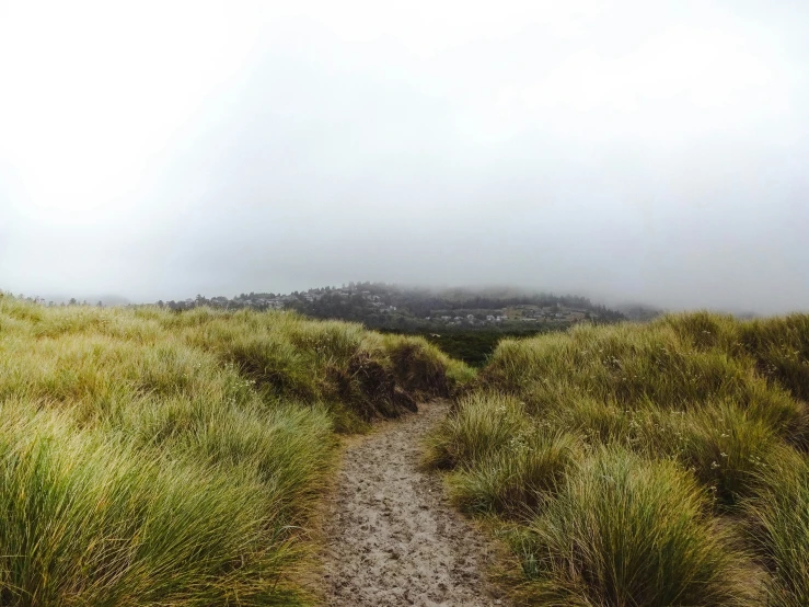 a path leading through some very tall green grass