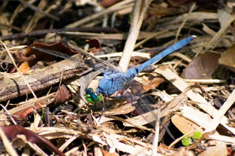 a bird is standing on the ground next to leaves