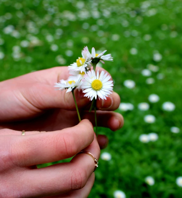 small daisy being held out in the middle of a field