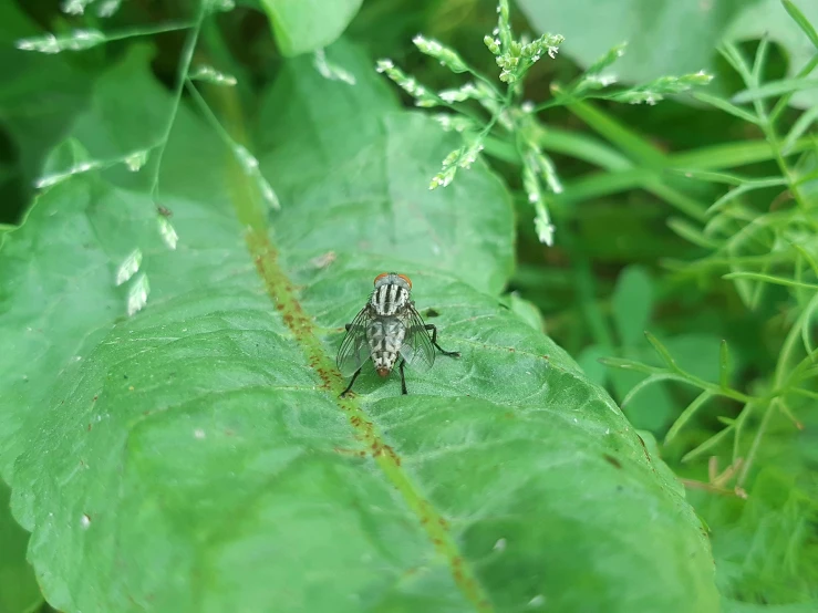 the small fly is sitting on the green leaf