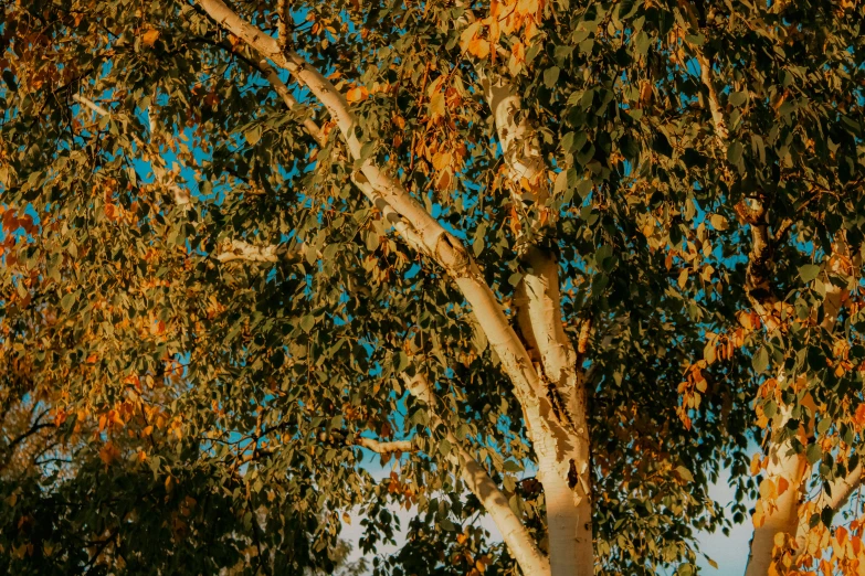 a tree with green leaves on it against a blue sky