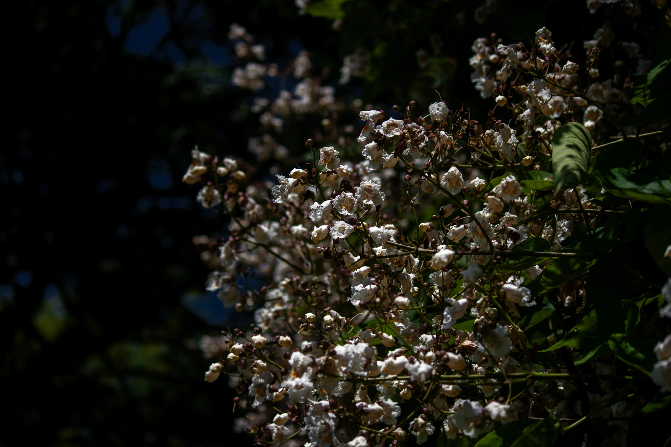 a tree that has white flowers in it