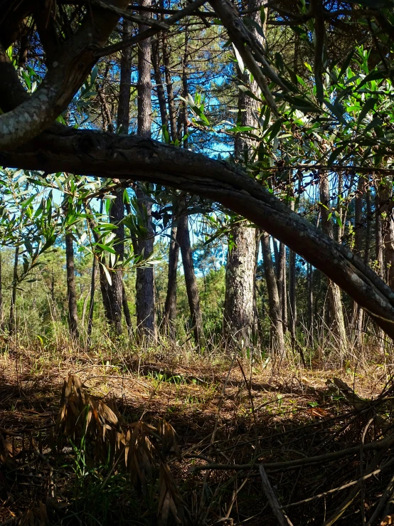 an image of a man riding on the back of a horse through the forest