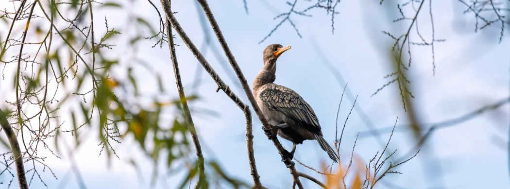 there is a bird sitting on the nch of a tree