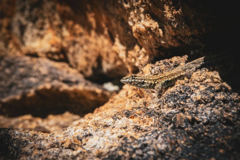 the lizard is sitting on the rock with the sun shining