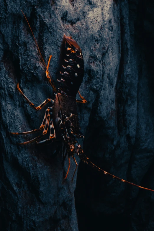 a bug is sitting on a rock and is in the dark