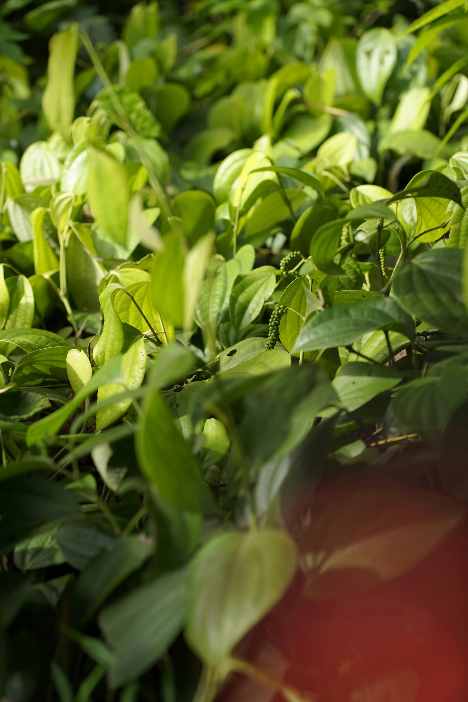 leaves and plants growing in an indoor garden