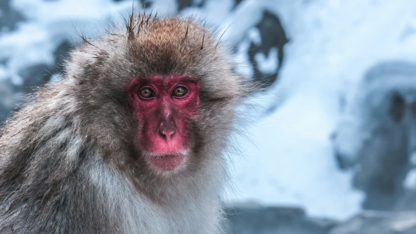 an angry looking, colorful baboon is on a cold day