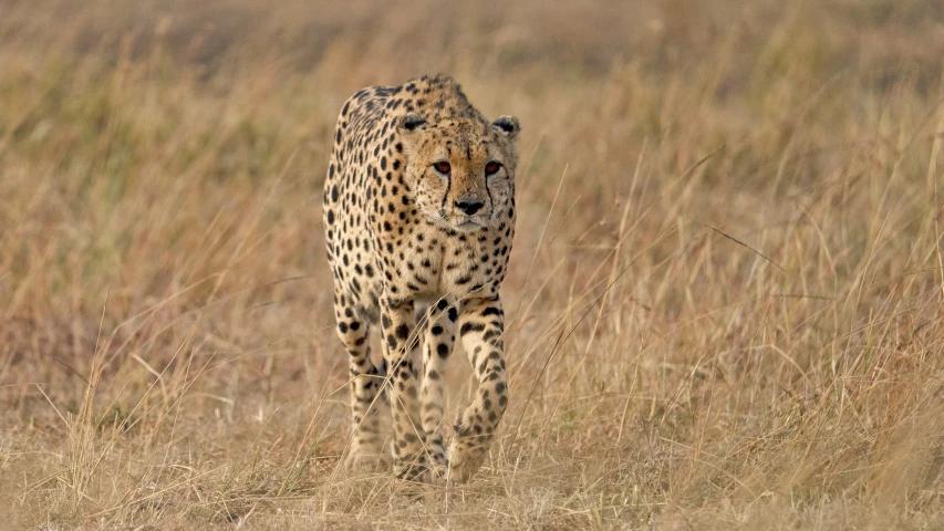 the cheetah is walking in the grass towards the pographer