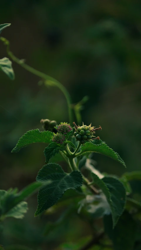 the small plant is blooming green and yellow