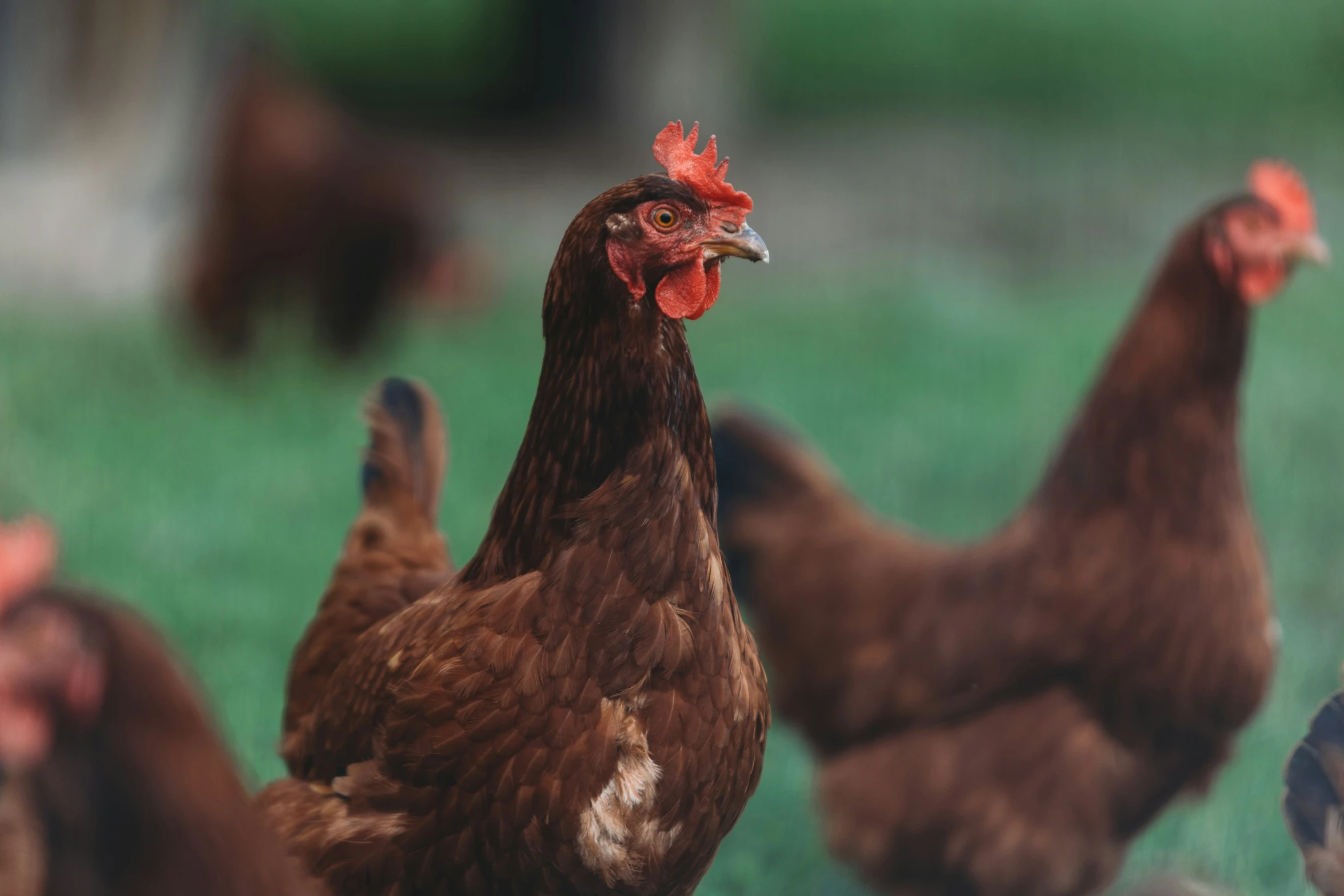 a flock of chickens in a green pasture