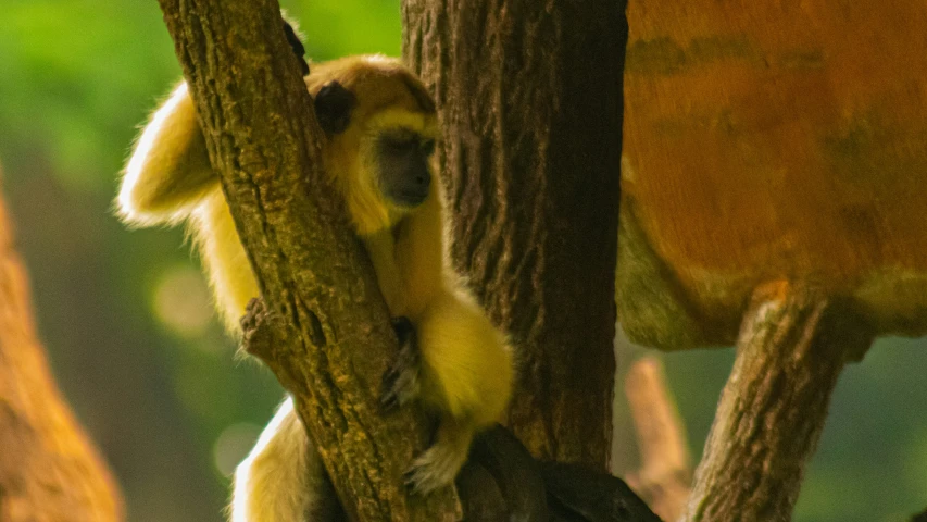 a yellow and brown monkey hangs in the nches of a tree