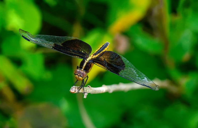 two brown dragonflies perched on a plant with large brown wings