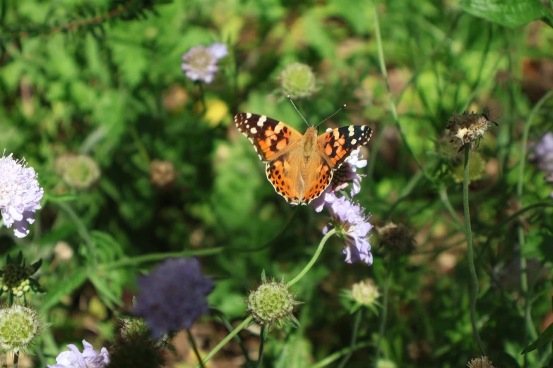 a small erfly that is standing on a flower