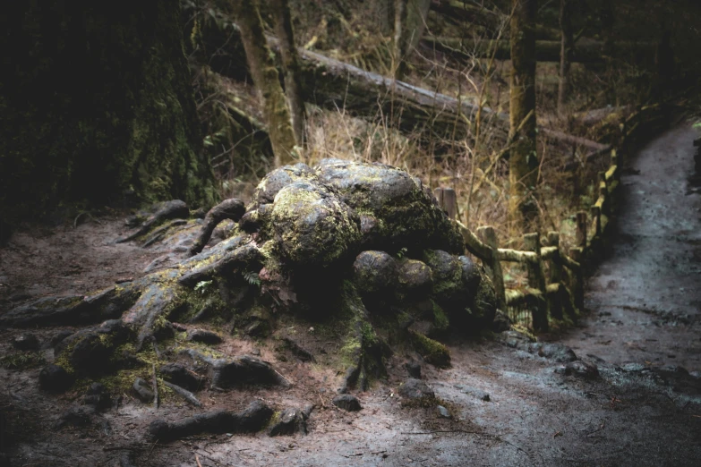 a large tree trunk that has been covered with moss