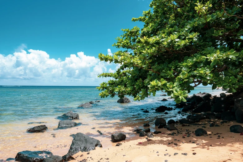 rocks are on the sand and water beneath a tree