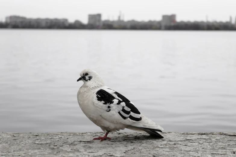 a seagull stands on the side of a lake