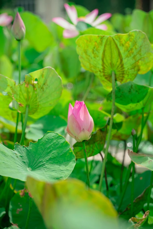 a large pink flower is on a bush by some big green leaves