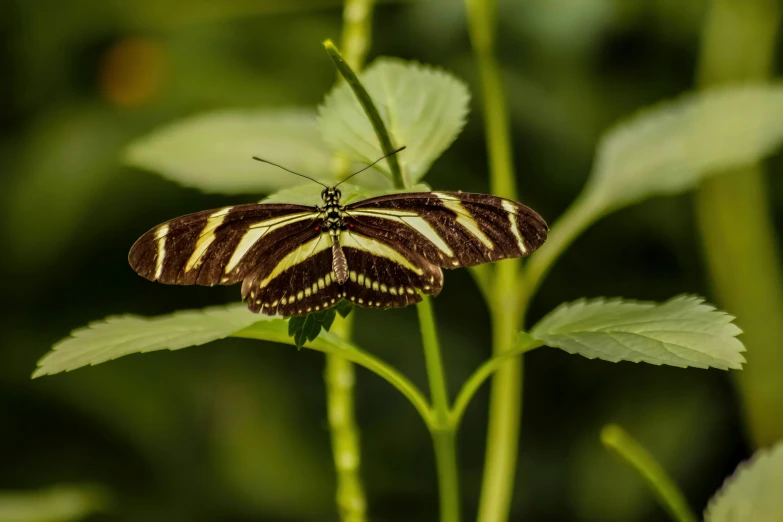 a brown and white striped erfly resting on a flower