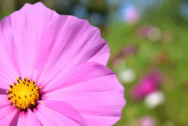 pink flowers sitting in a field filled with green grass