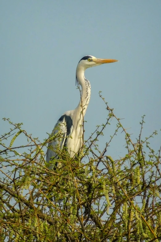 a bird that is sitting in a tree