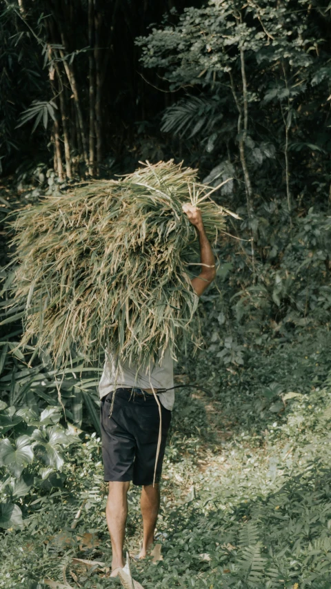 a man carrying green plants over his head