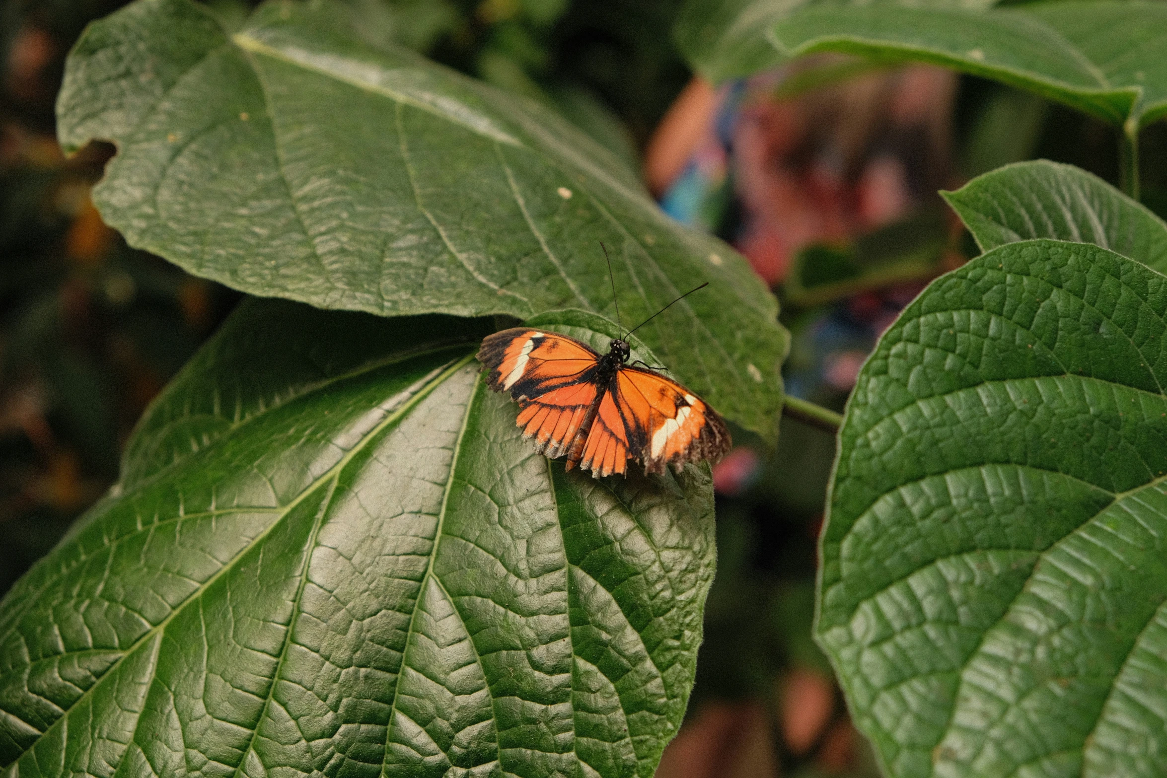 a erfly that is on a leaf