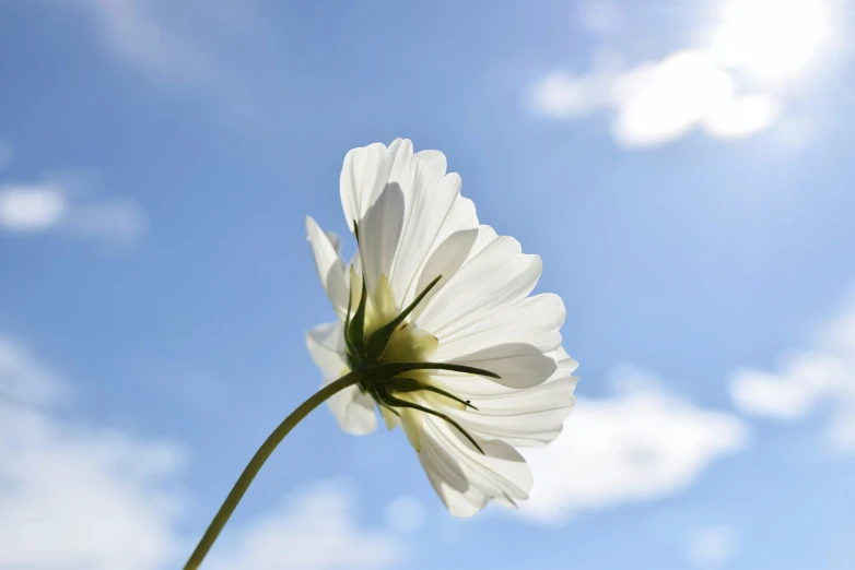 the large white flower is being displayed by a very blue sky