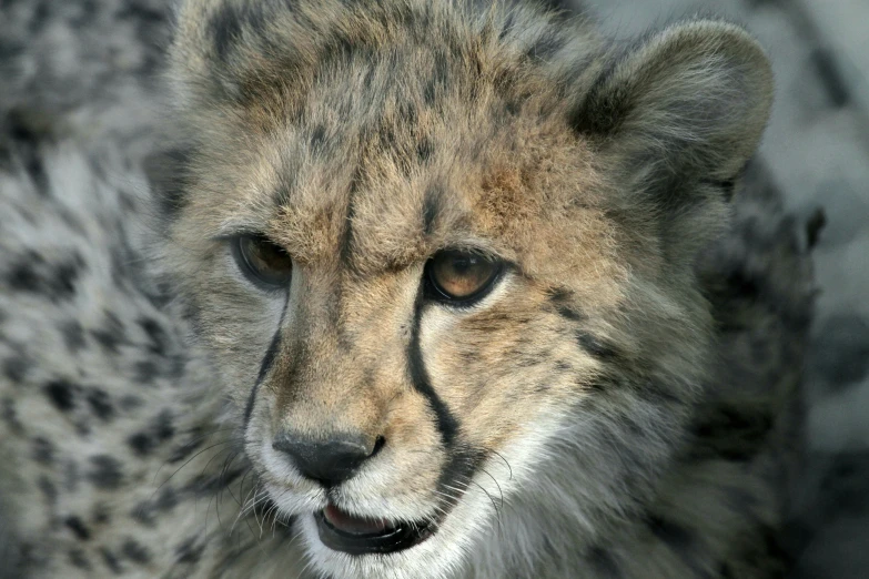 a cheetah that is standing next to a wall