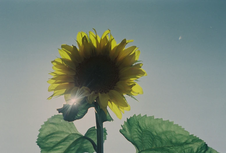 a yellow sunflower sitting below a blue sky