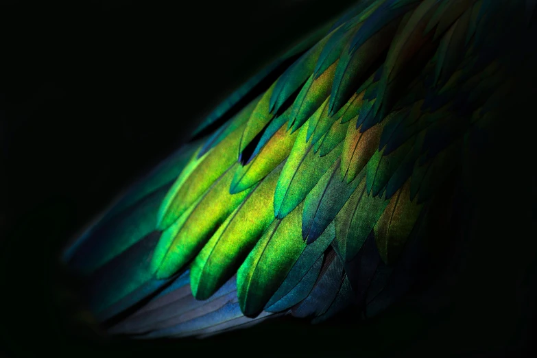 a multi - color bird's feathers are spread out