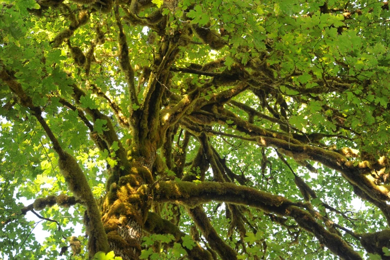 a tree with lots of green leaves on it