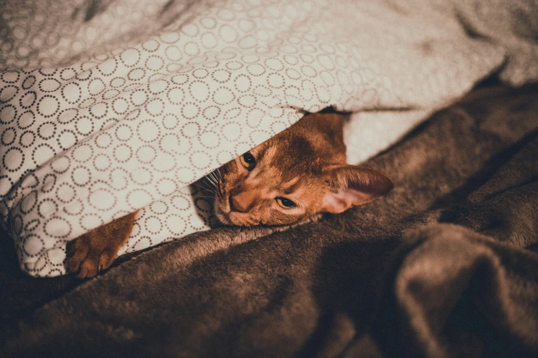 there is a cat sleeping under the covers