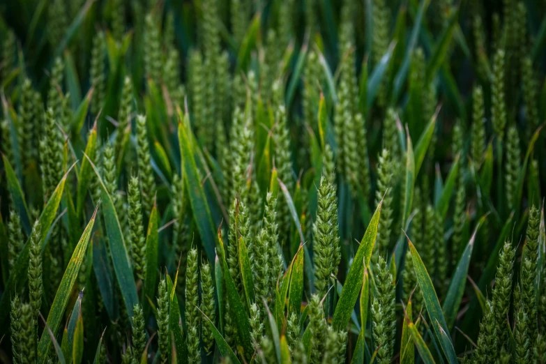 the green, thin brush of an otherwise tall grass