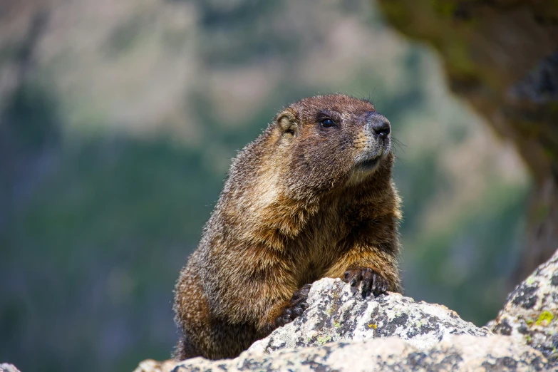 a small animal sits on top of a rock