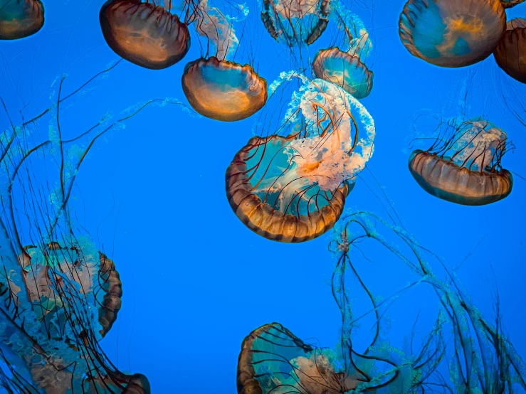 the view through a group of jellyfish's tentacles