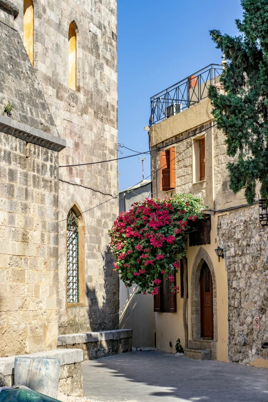 a flowered bush growing in between two stone buildings