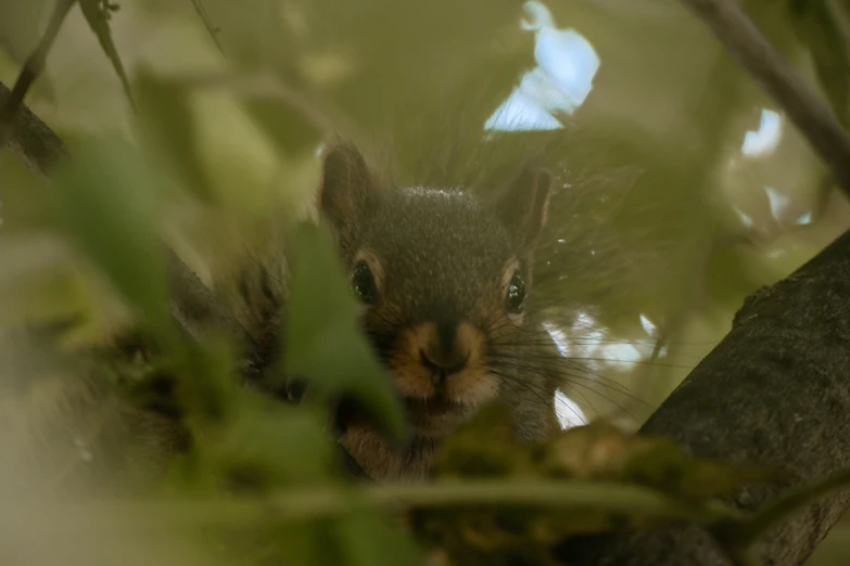 a squirrel is peeking out from behind a nch