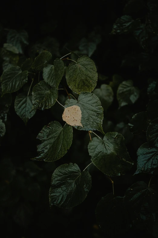 a white leaf is sitting on some green leaves