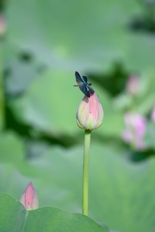 the insect is perched on top of a leaf