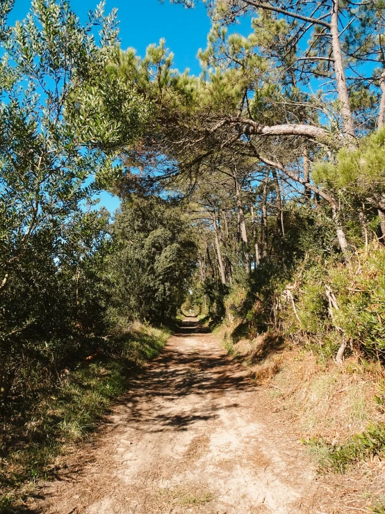 this is a dirt road in the woods