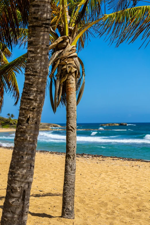 view from a sandy beach next to a palm tree