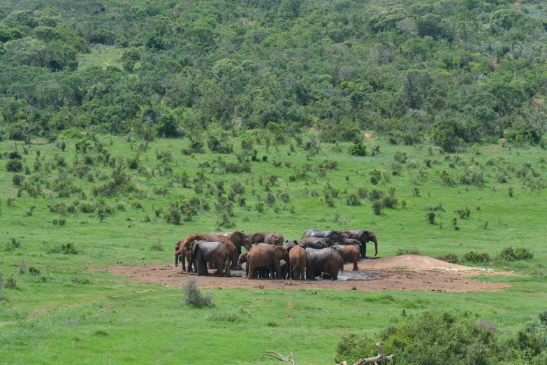 elephants huddled in a field near the forest