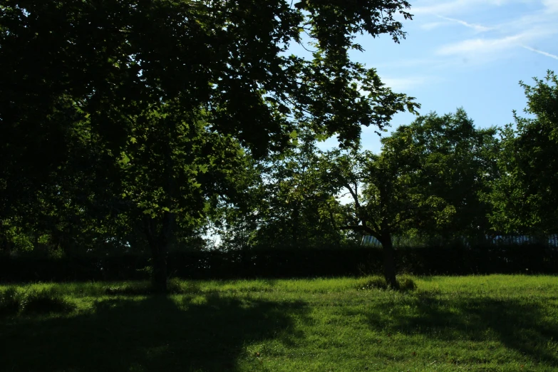 a lone bench sits in a field near trees